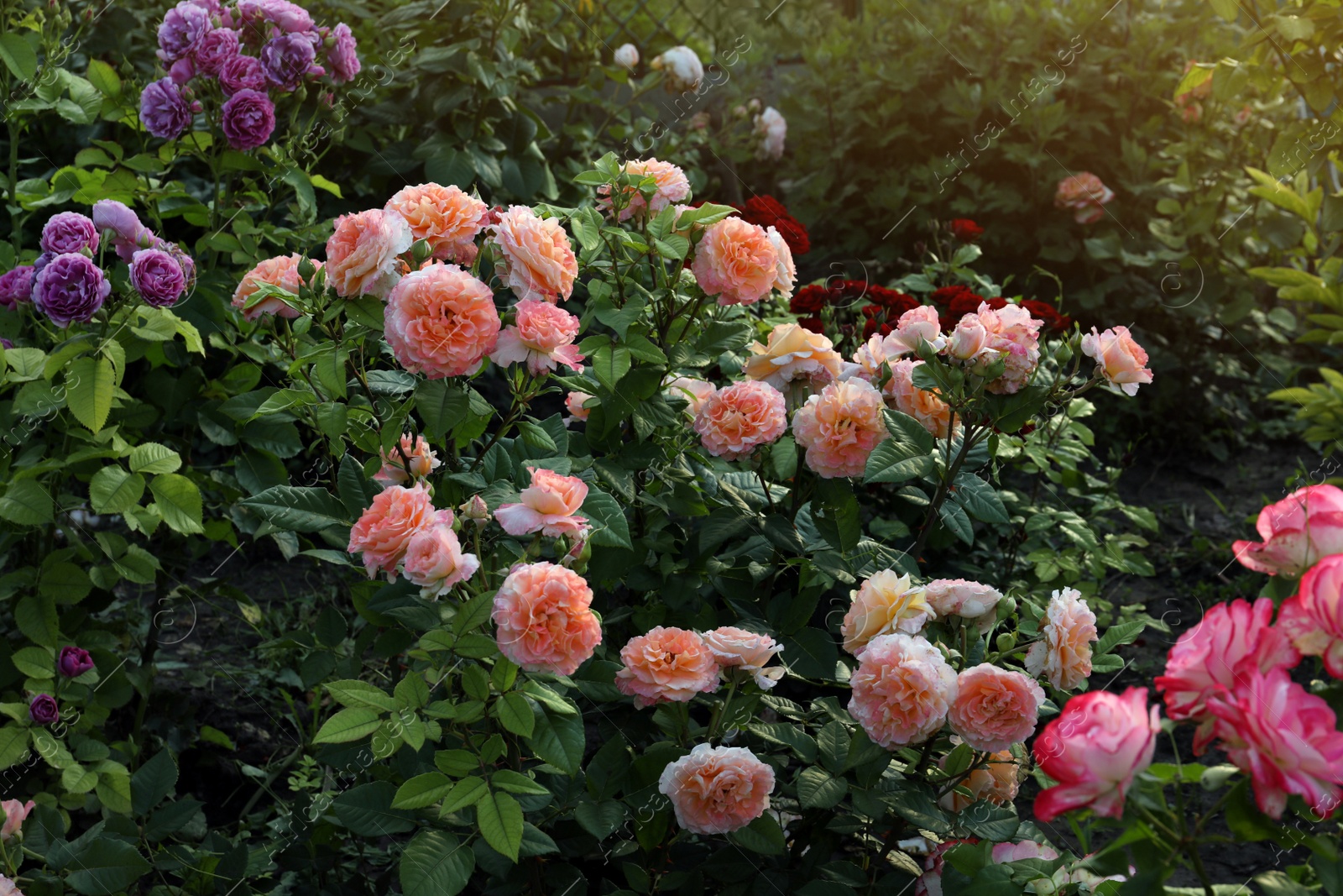 Photo of Different beautiful blooming rose bushes in garden