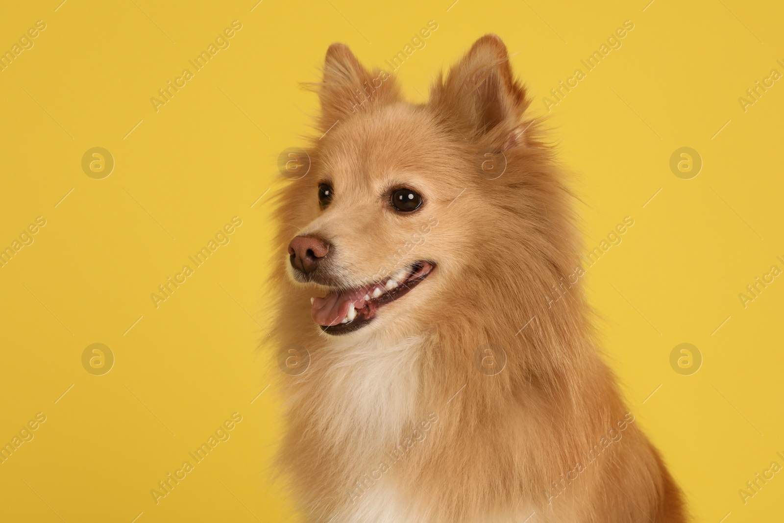 Photo of Cute small red dog on yellow background