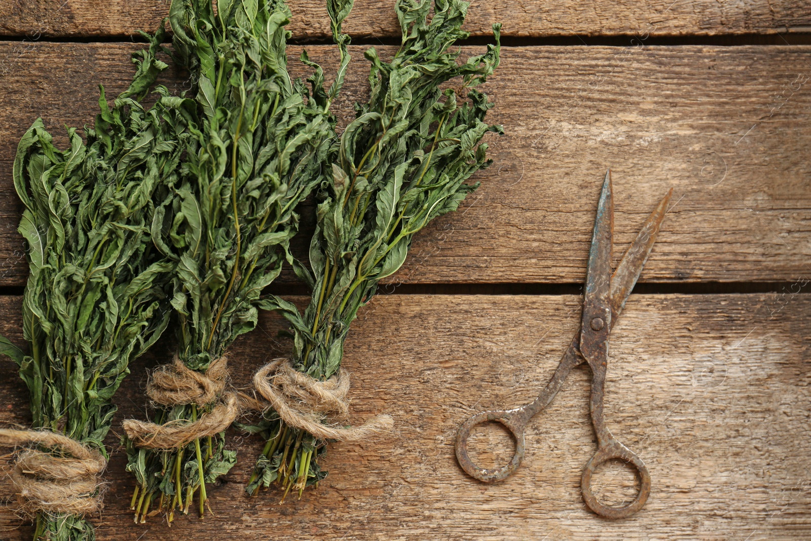 Photo of Bunches of wilted mint and old scissors on wooden table, flat lay