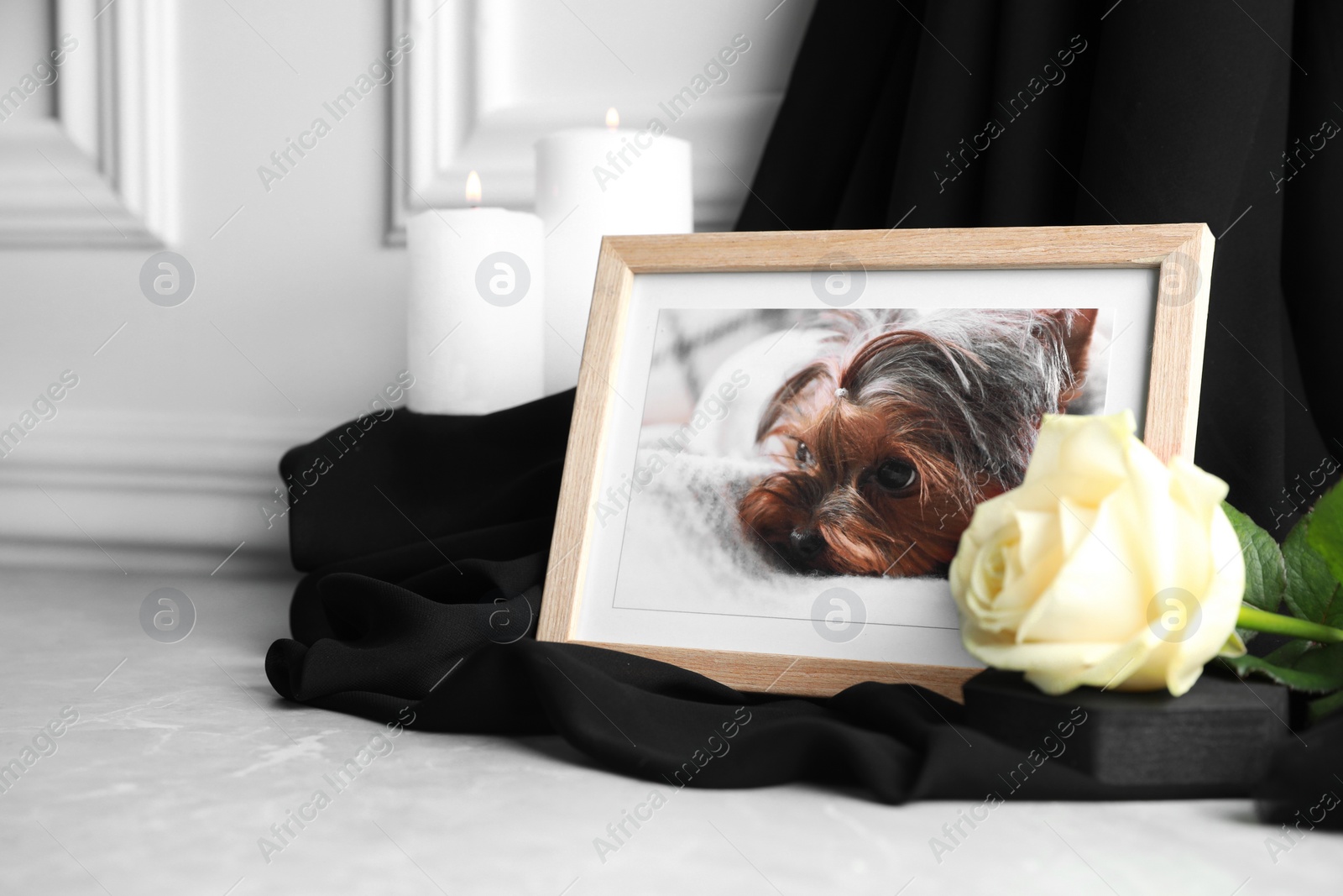 Photo of Frame with picture of dog, burning candles and rose flower on light grey table, space for text. Pet funeral