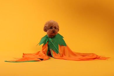 Happy Halloween. Cute Maltipoo dog dressed in costume on orange background