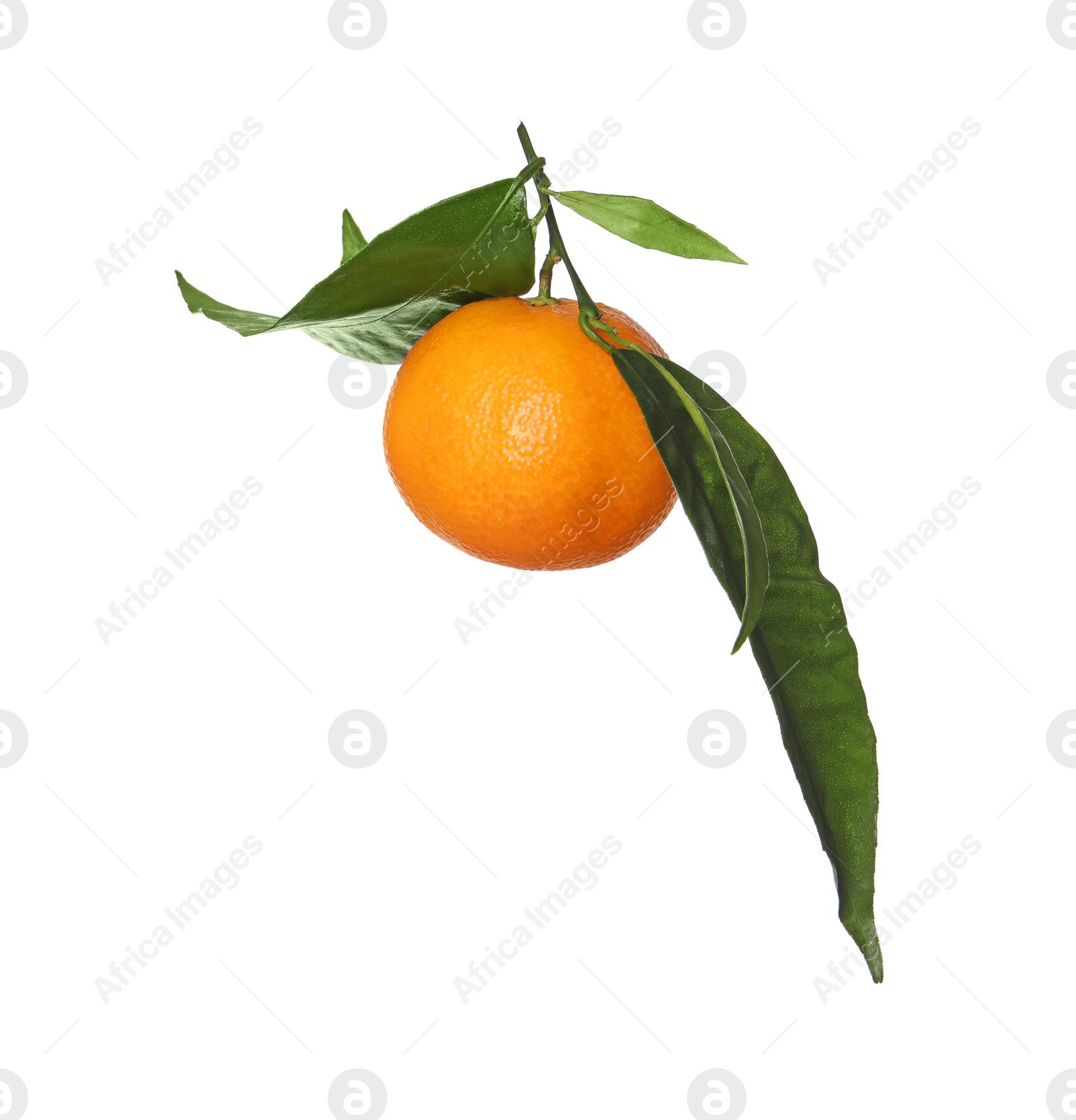 Photo of One fresh tangerine with green leaves isolated on white