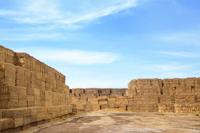 Many cereal hay bales outdoors. Agriculture industry