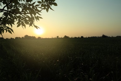 Picturesque view of beautiful field in morning