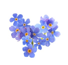 Image of Delicate blue forget me not flowers on white background