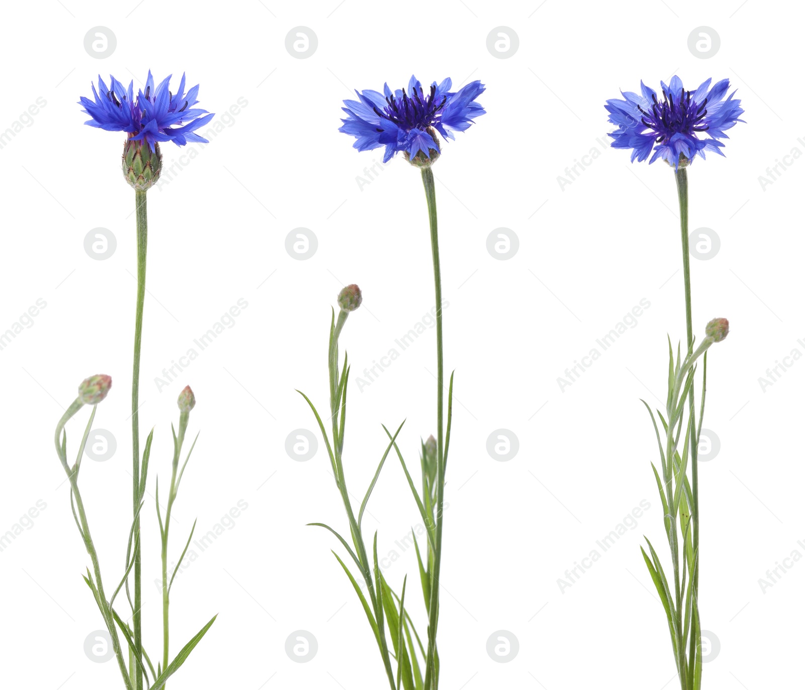 Image of Set with beautiful blue cornflowers on white background 