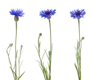 Image of Set with beautiful blue cornflowers on white background 