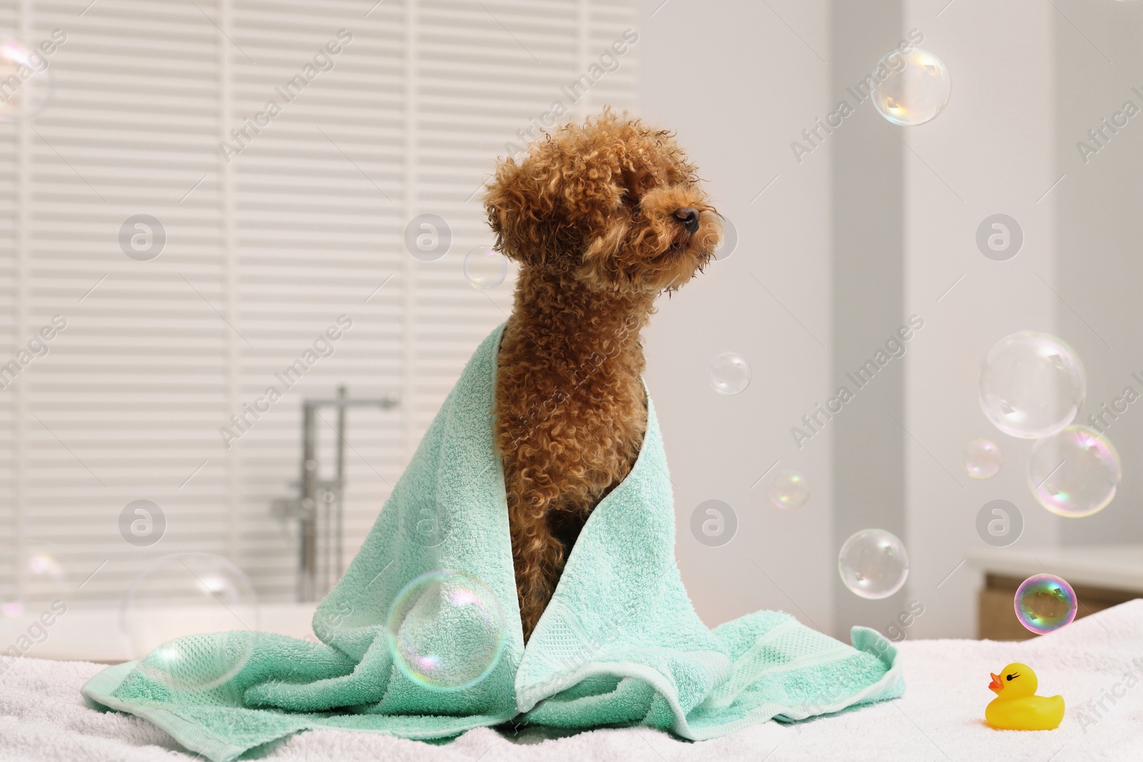 Photo of Cute Maltipoo dog wrapped in towel and soap bubbles in bathroom. Lovely pet