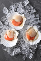 Fresh raw scallops with shells and ice cubes on grey table, top view