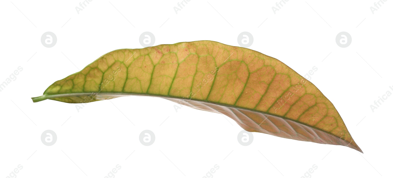 Photo of Leaf of tropical codiaeum plant on white background