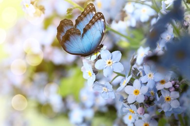 Beautiful butterfly on forget-me-not flower in garden, closeup. Bokeh effect