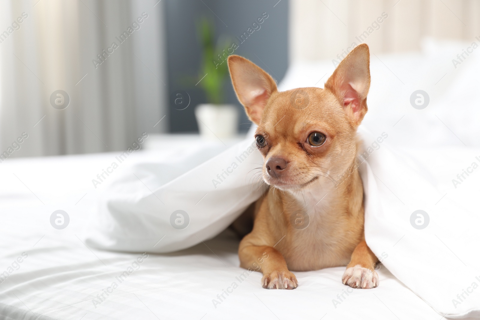 Photo of Cute Chihuahua dog under blanket at home. Space for text