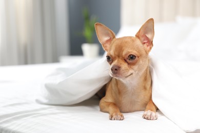Cute Chihuahua dog under blanket at home. Space for text