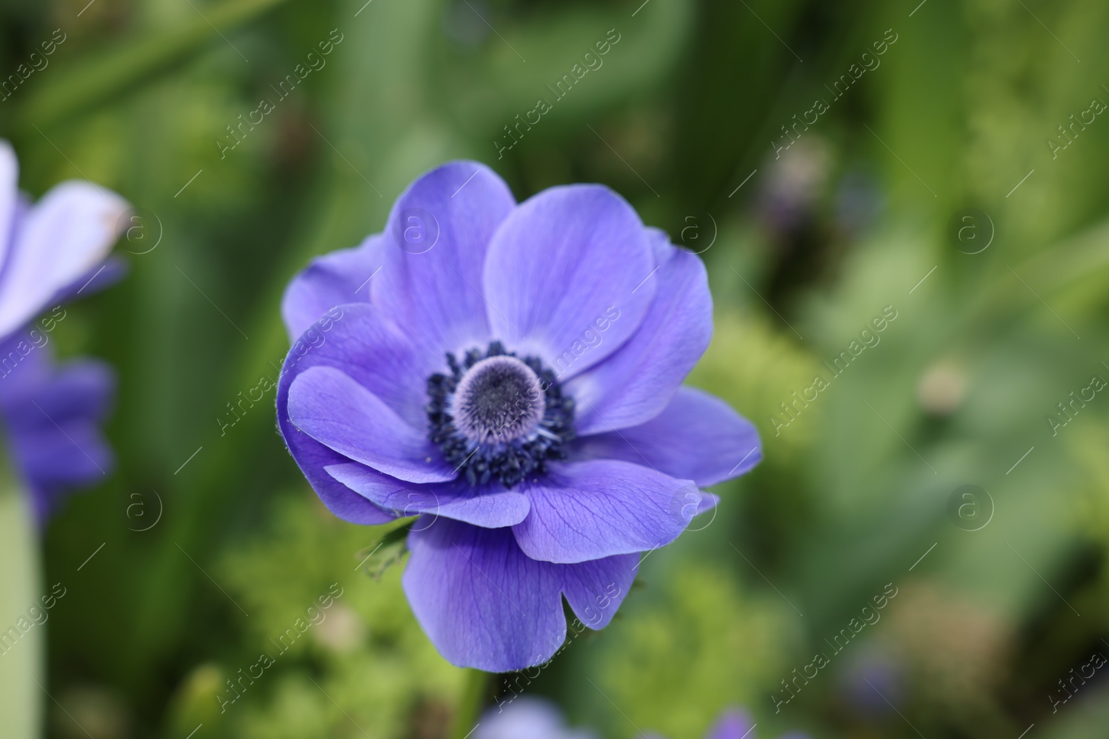 Photo of Beautiful blue anemone flower growing outdoors, closeup. Spring season