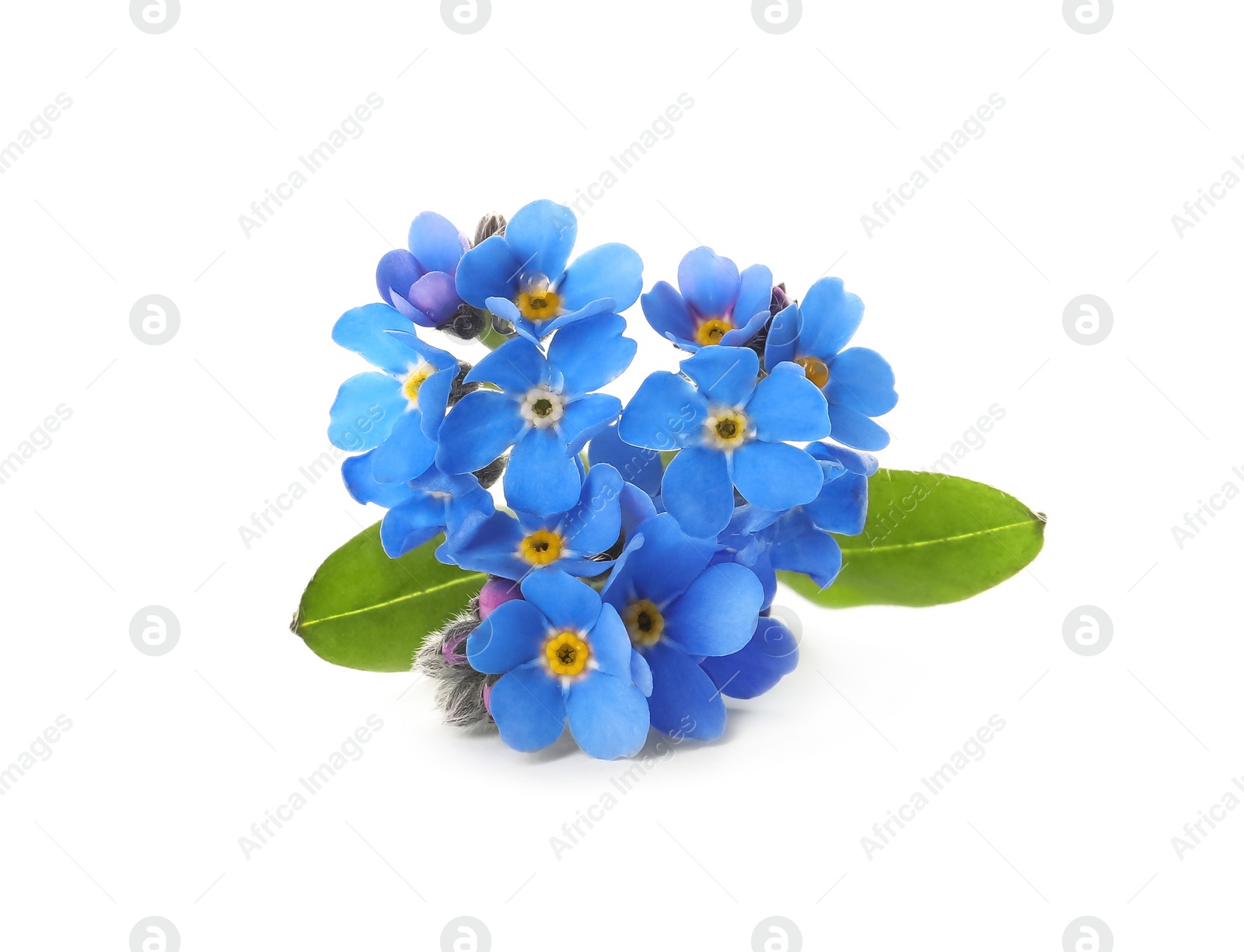 Photo of Beautiful blue Forget-me-not flowers isolated on white