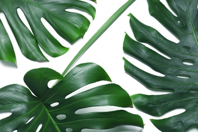 Photo of Green fresh monstera leaves on white background, top view. Tropical plant