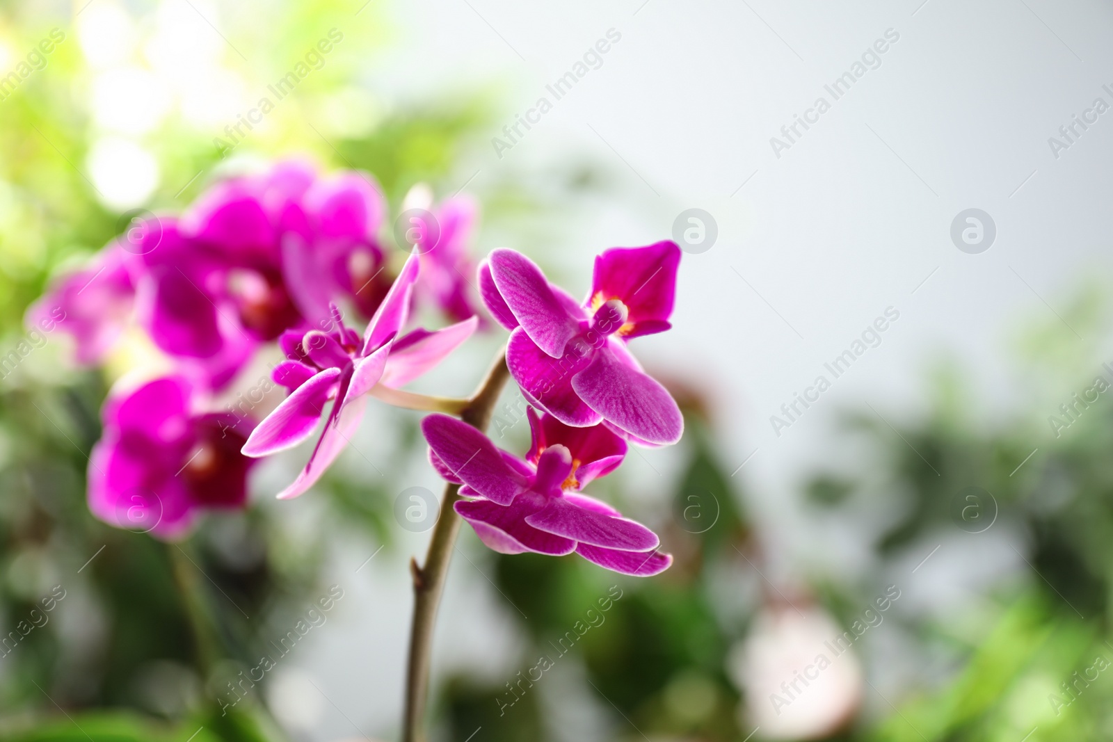 Photo of Beautiful blooming orchid on blurred background, closeup view