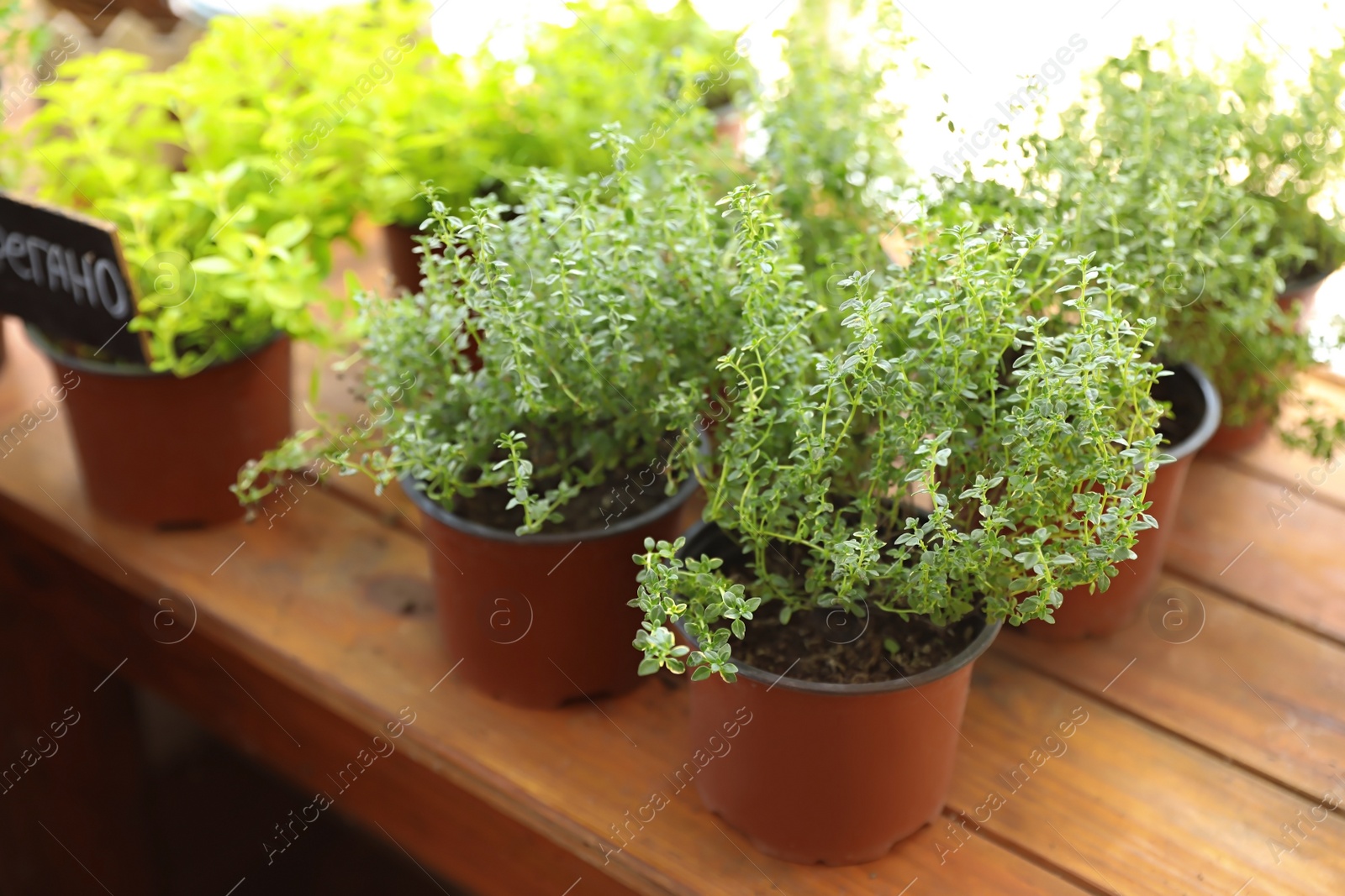 Photo of Fresh potted home plants on wooden window sill