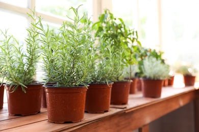 Fresh potted home plants on wooden sill near window, space for text