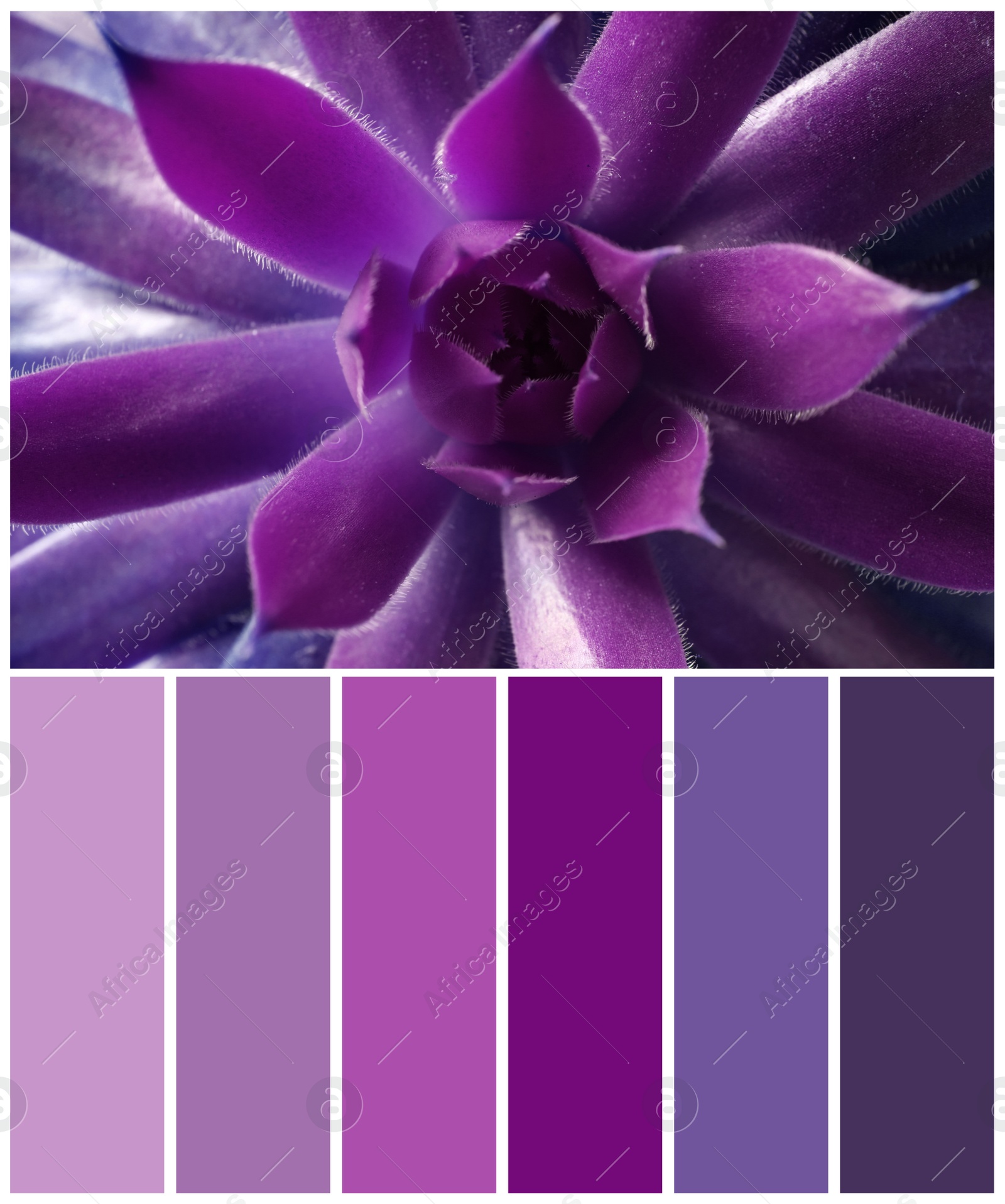 Image of Color palette appropriate to photo of beautiful echeveria, closeup