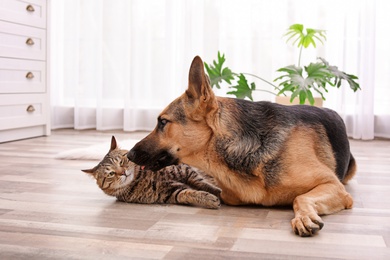 Photo of Adorable cat and dog resting together at home. Animal friendship