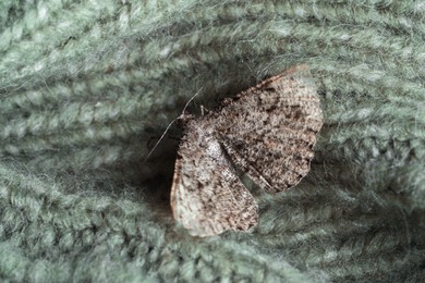 Photo of Alcis repandata moth on knitted wool sweater, closeup
