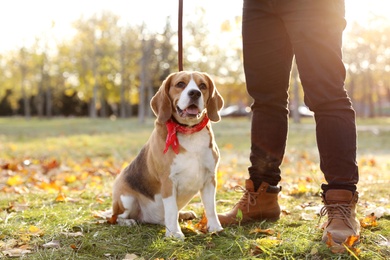 Photo of Man walking his cute Beagle dog in autumn park, closeup