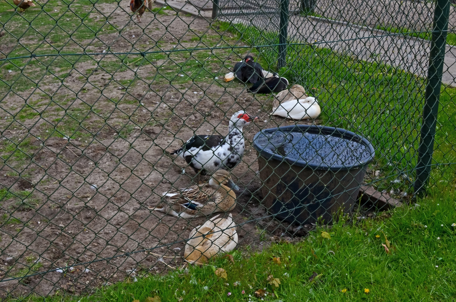 Photo of Group of different ducks on farm. Domestic animals