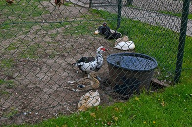 Photo of Group of different ducks on farm. Domestic animals