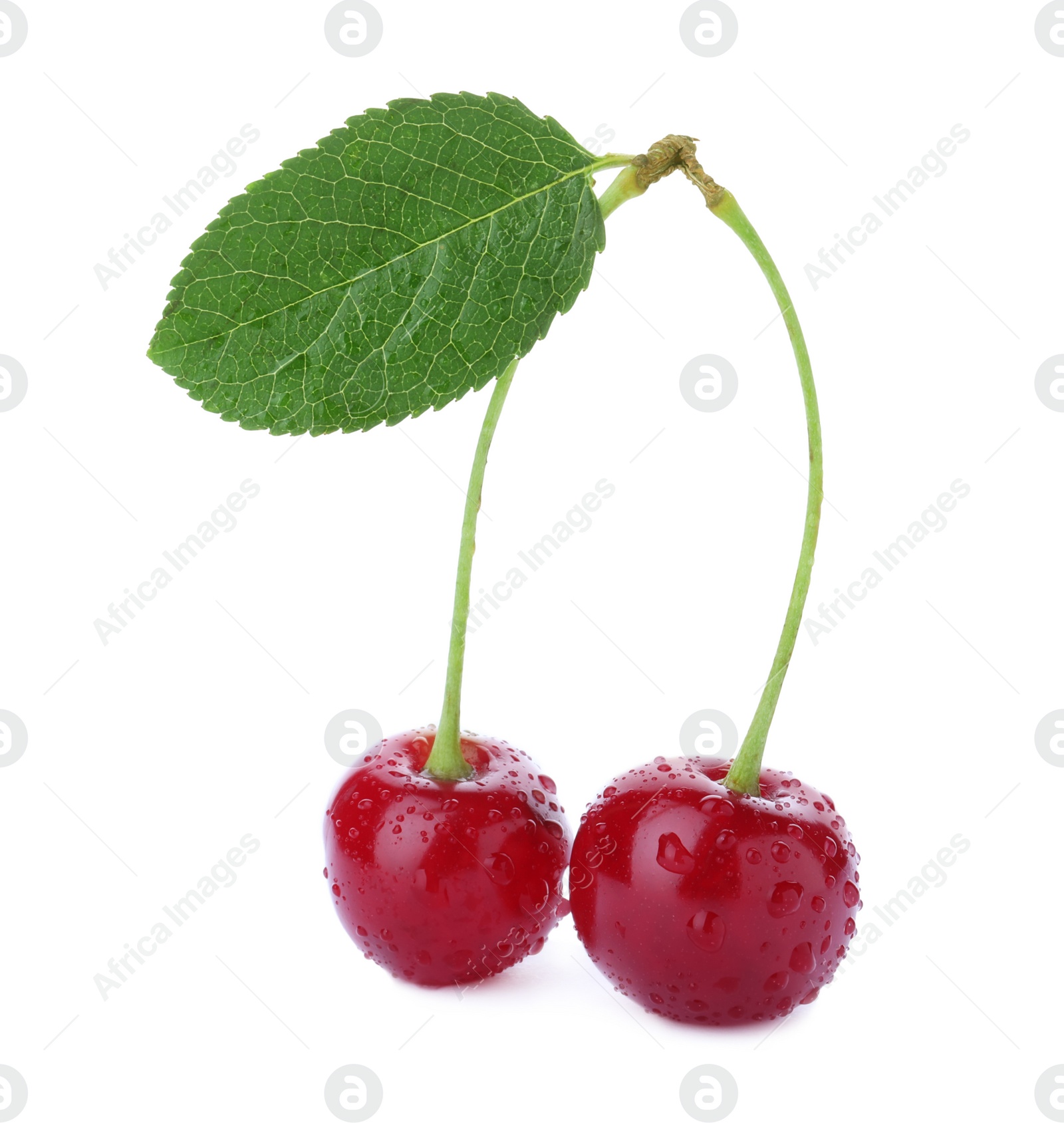 Photo of Sweet red juicy cherries with water drops isolated on white