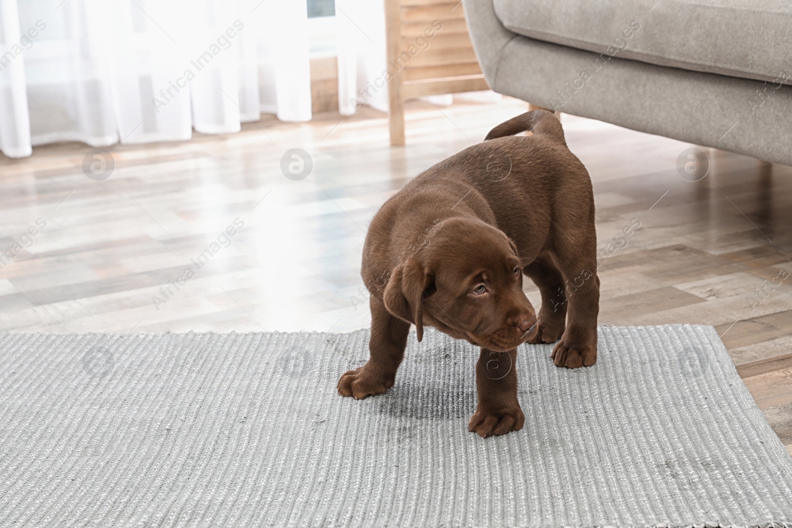 Photo of Chocolate Labrador Retriever puppy and wet spot on carpet indoors
