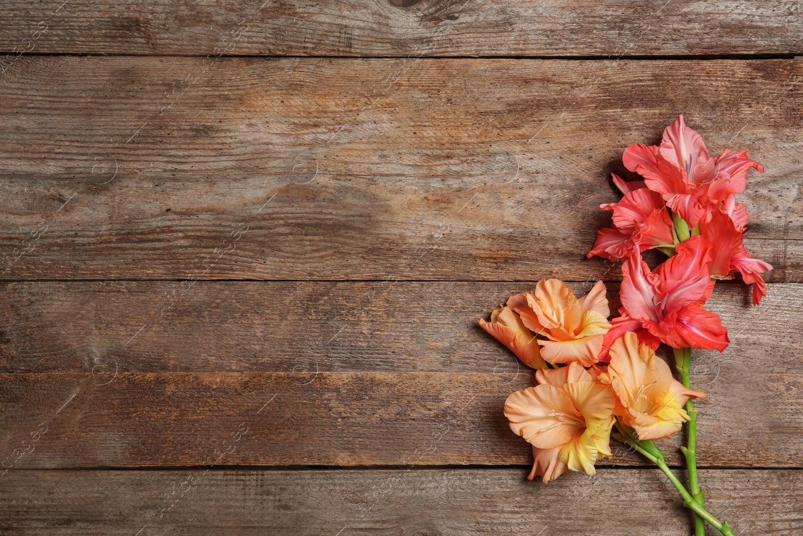 Photo of Flat lay composition with beautiful gladiolus flowers on wooden background