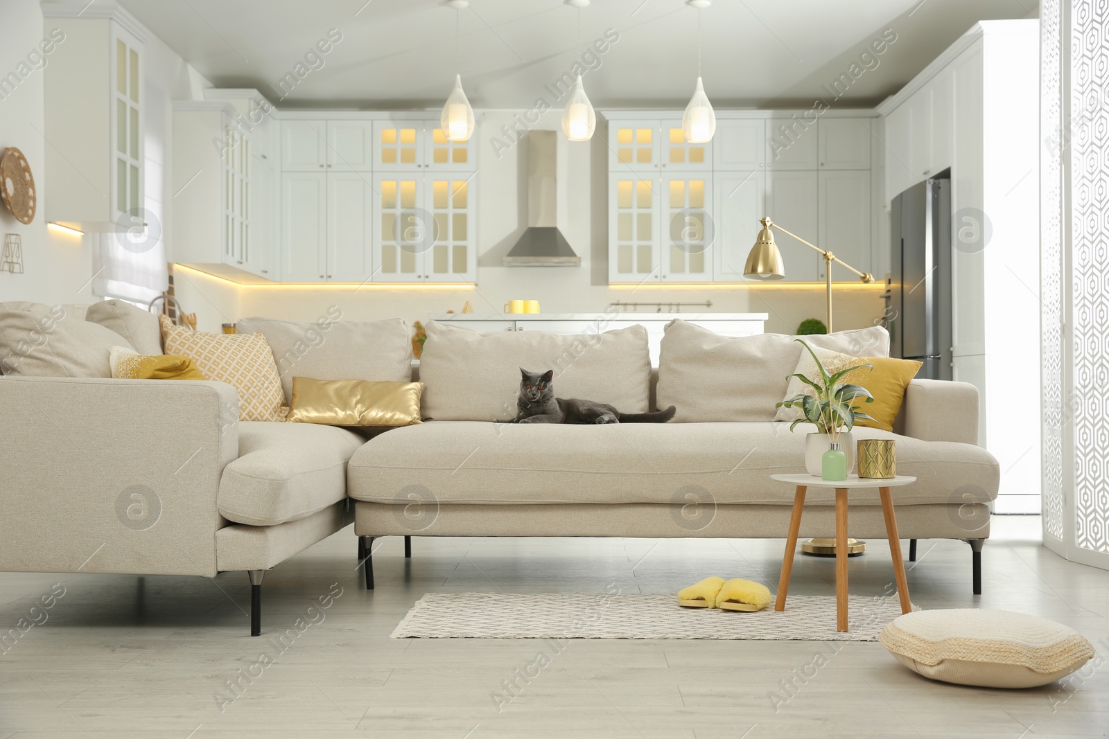 Photo of Modern living room interior. Adorable grey British Shorthair cat on couch