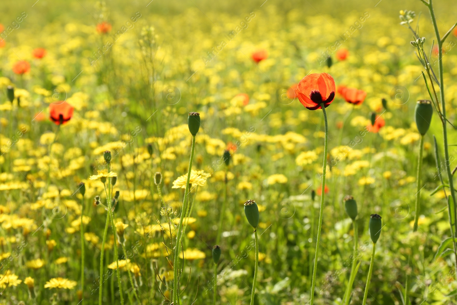 Photo of Beautiful flowers growing in meadow on sunny day