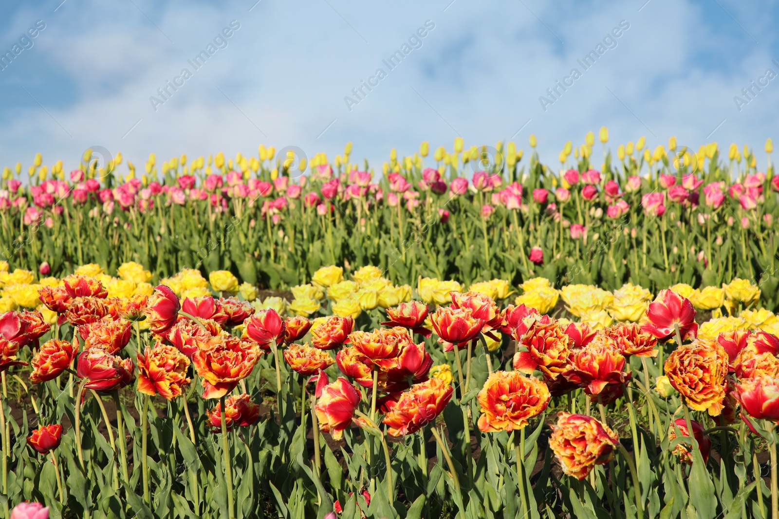 Photo of Beautiful colorful tulip flowers growing in field on sunny day