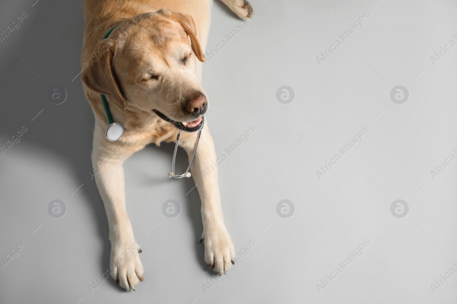 Photo of Cute Labrador dog with stethoscope as veterinarian on light grey background, above view. Space for text