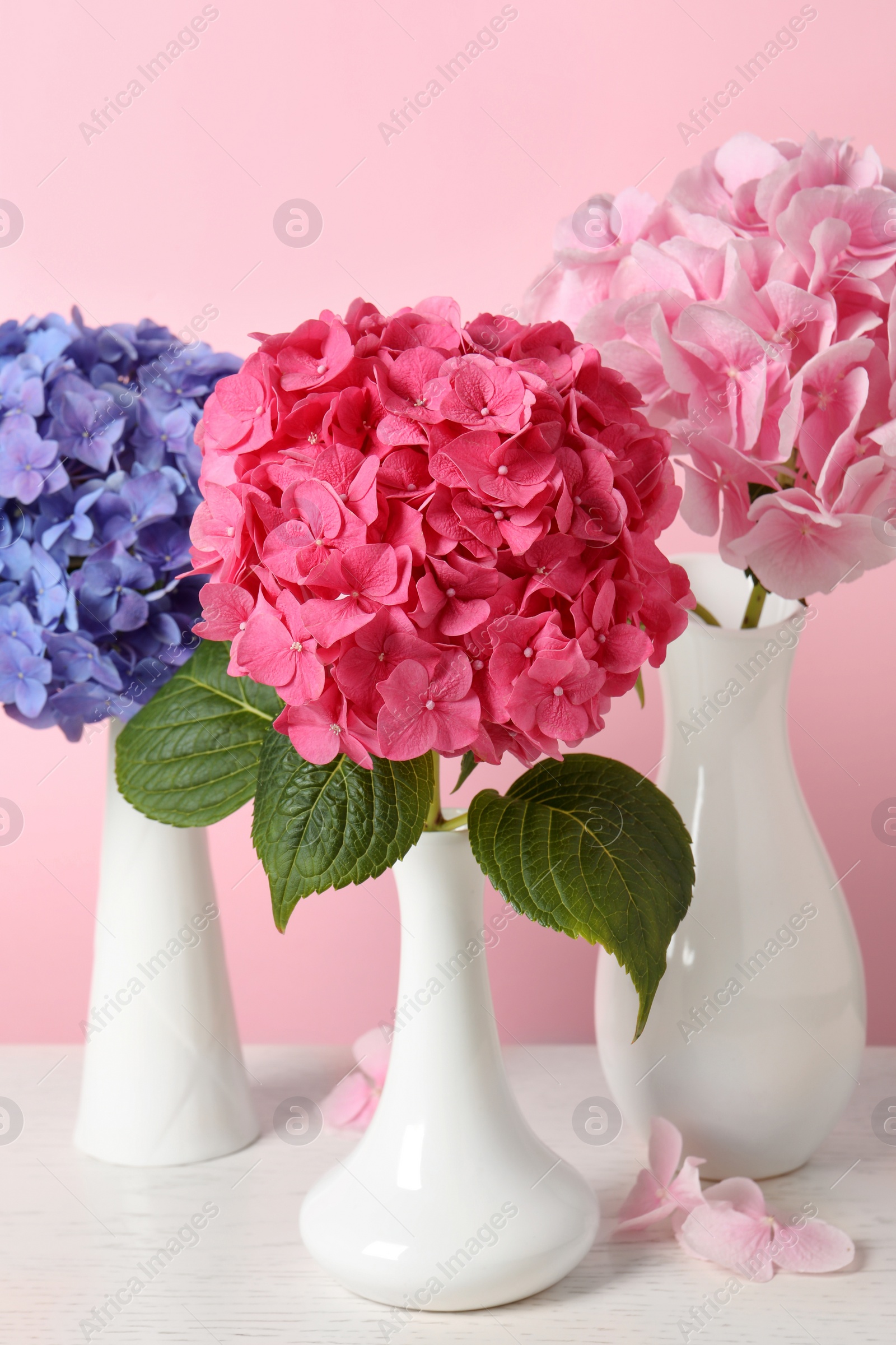 Photo of Beautiful bright hortensia flowers on white wooden table against pink background, closeup