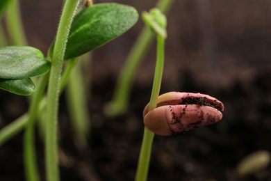 Photo of Little green seedlings growing in soil, closeup view