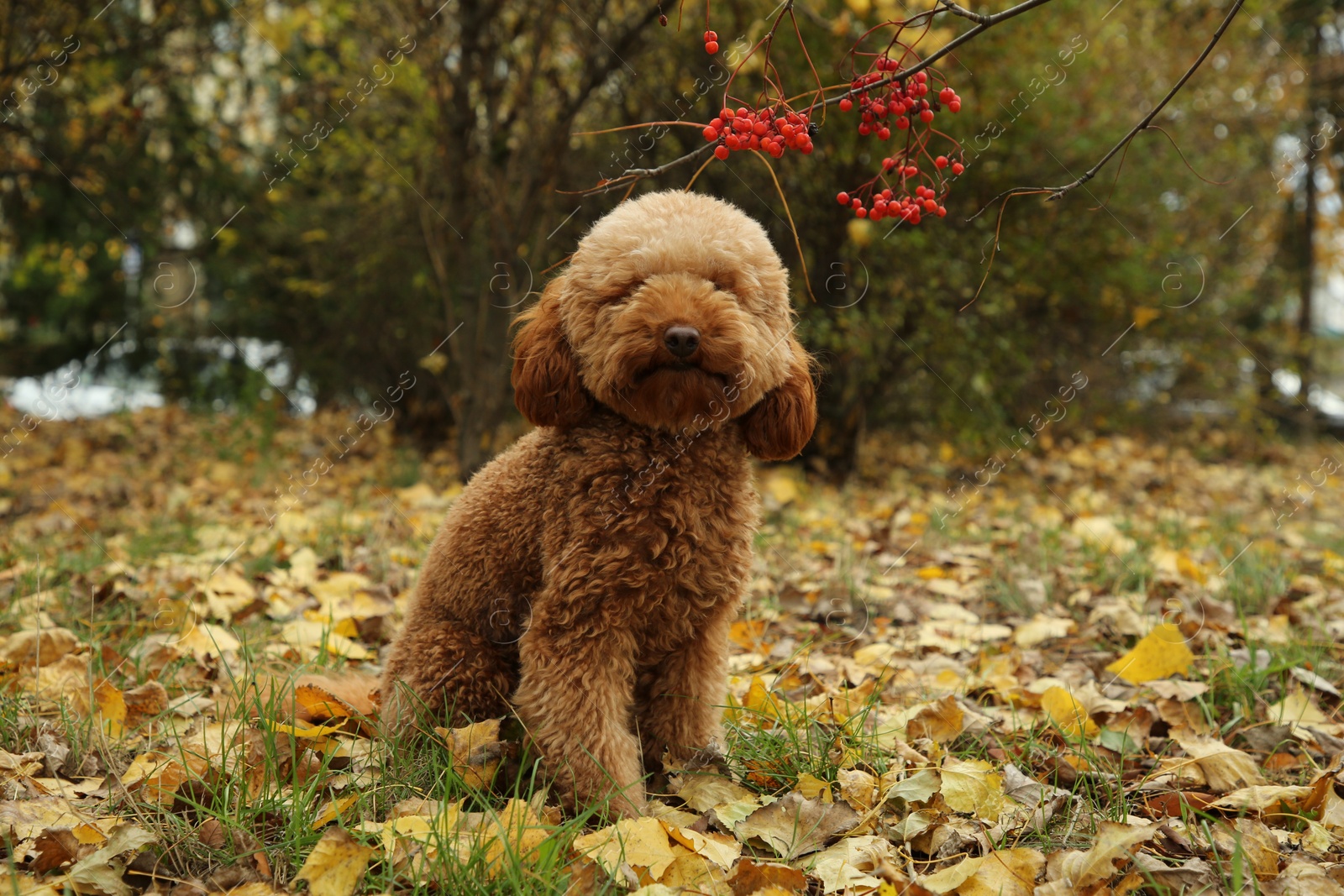 Photo of Cute fluffy dog in autumn park. Adorable pet