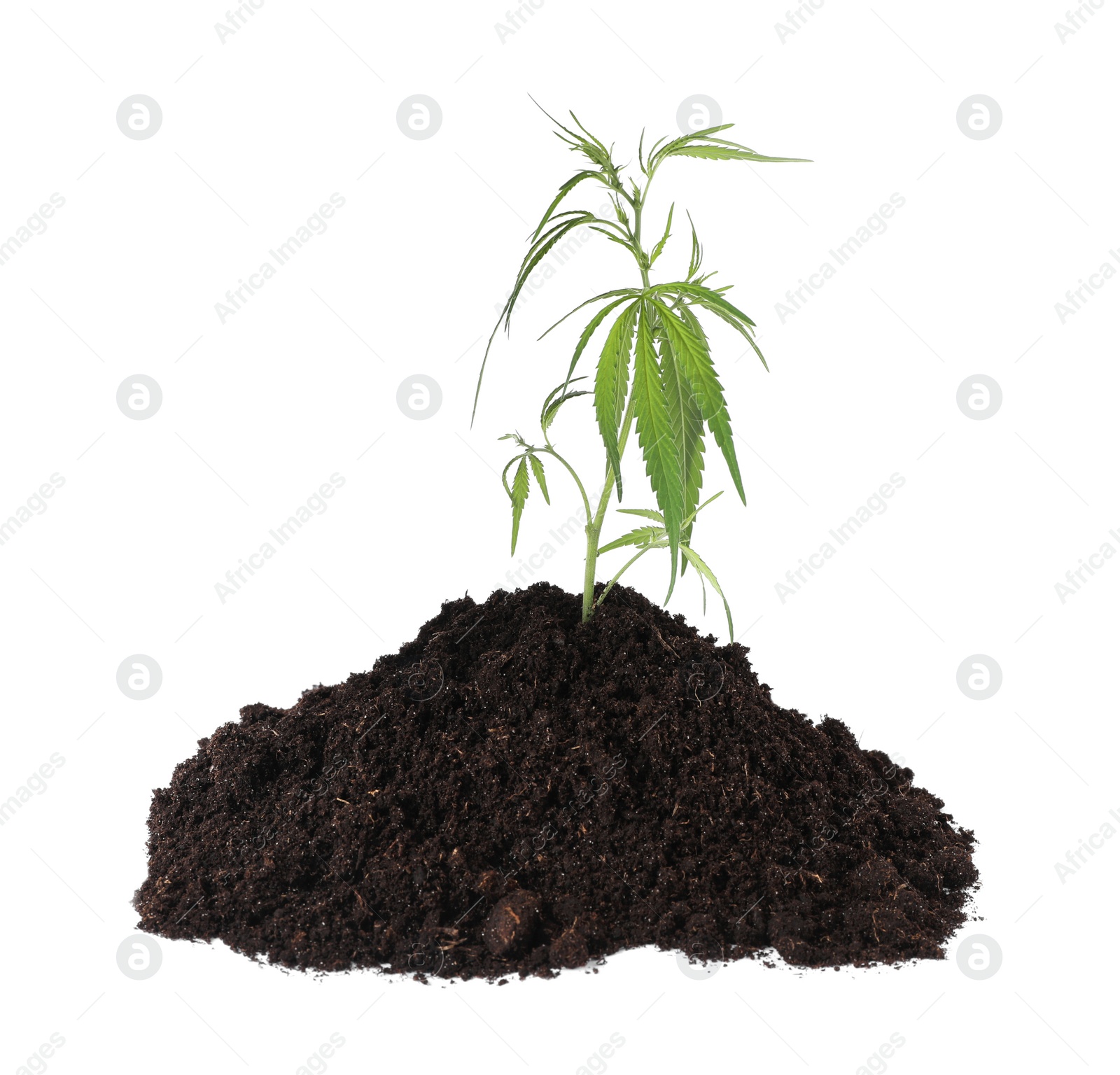 Photo of Fresh green hemp leaves in soil on white background