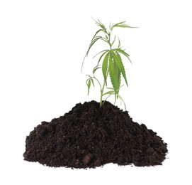 Photo of Fresh green hemp leaves in soil on white background