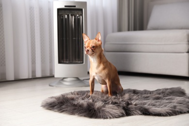 Photo of Chihuahua dog sitting on faux fur near electric heater in living room