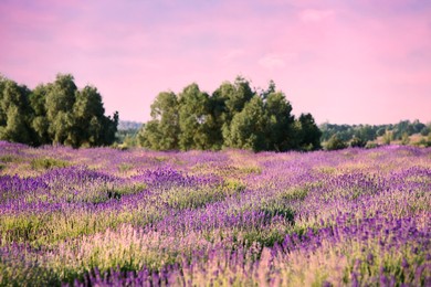 Image of Beautiful lavender meadow under sunset sky, selective focus