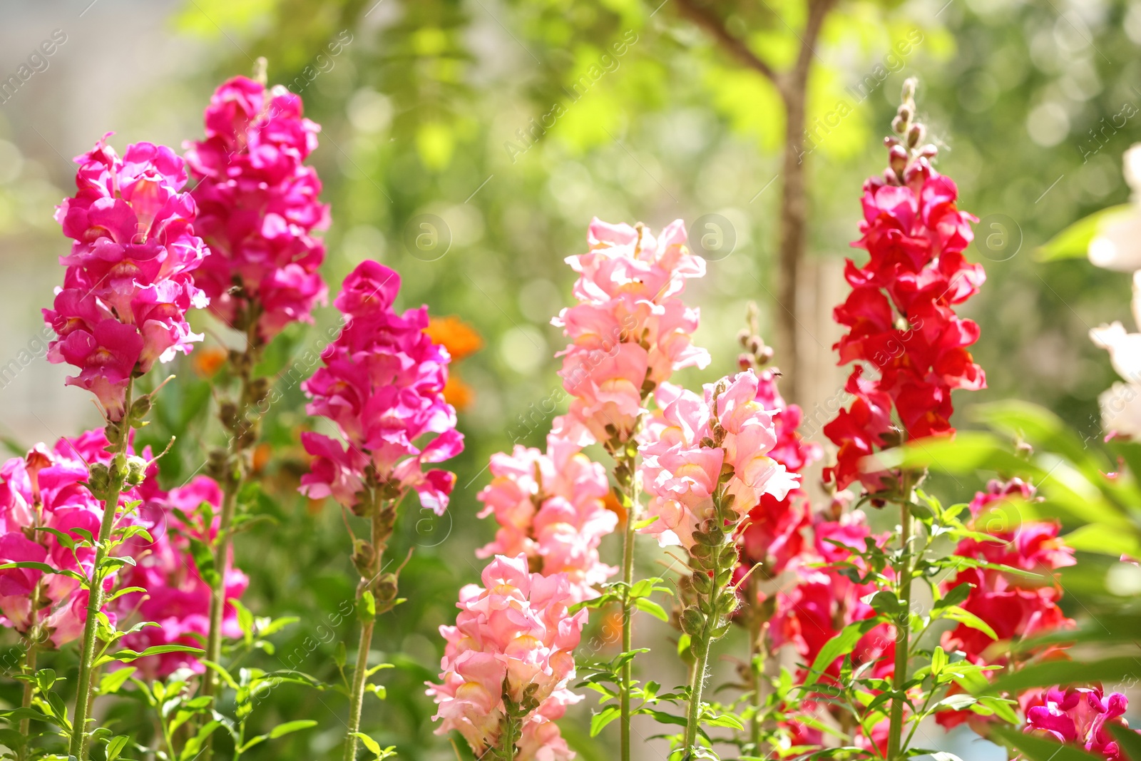 Photo of Beautiful spring flowers in garden on sunny day