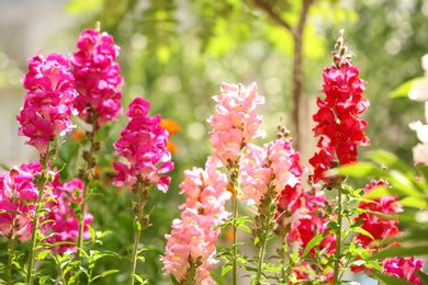 Beautiful spring flowers in garden on sunny day