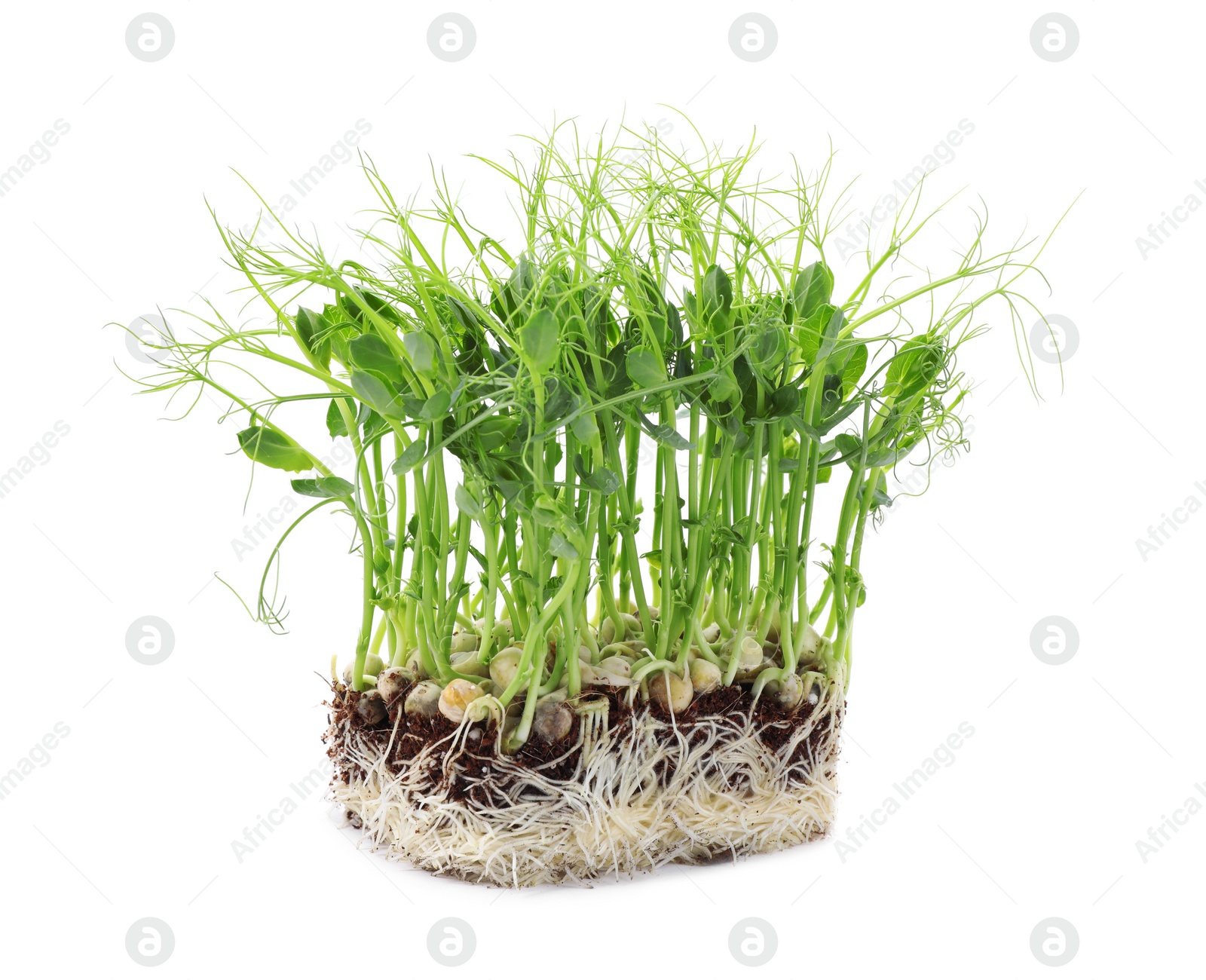 Photo of Fresh organic microgreen in soil on white background