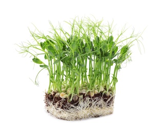 Photo of Fresh organic microgreen in soil on white background