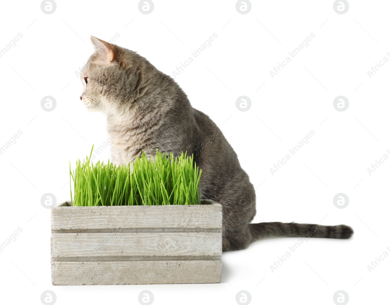 Photo of Cute cat and box of fresh green grass isolated on white