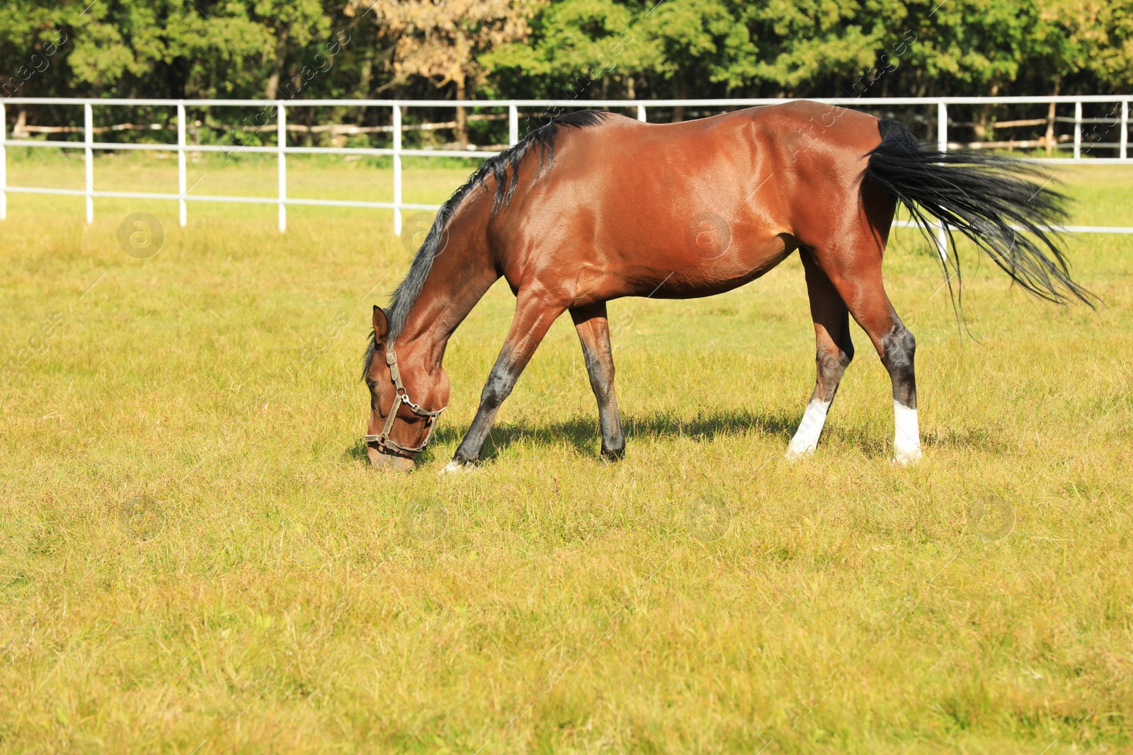 Photo of Chestnut horse in bridle grazing on green pasture