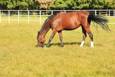 Photo of Chestnut horse in bridle grazing on green pasture